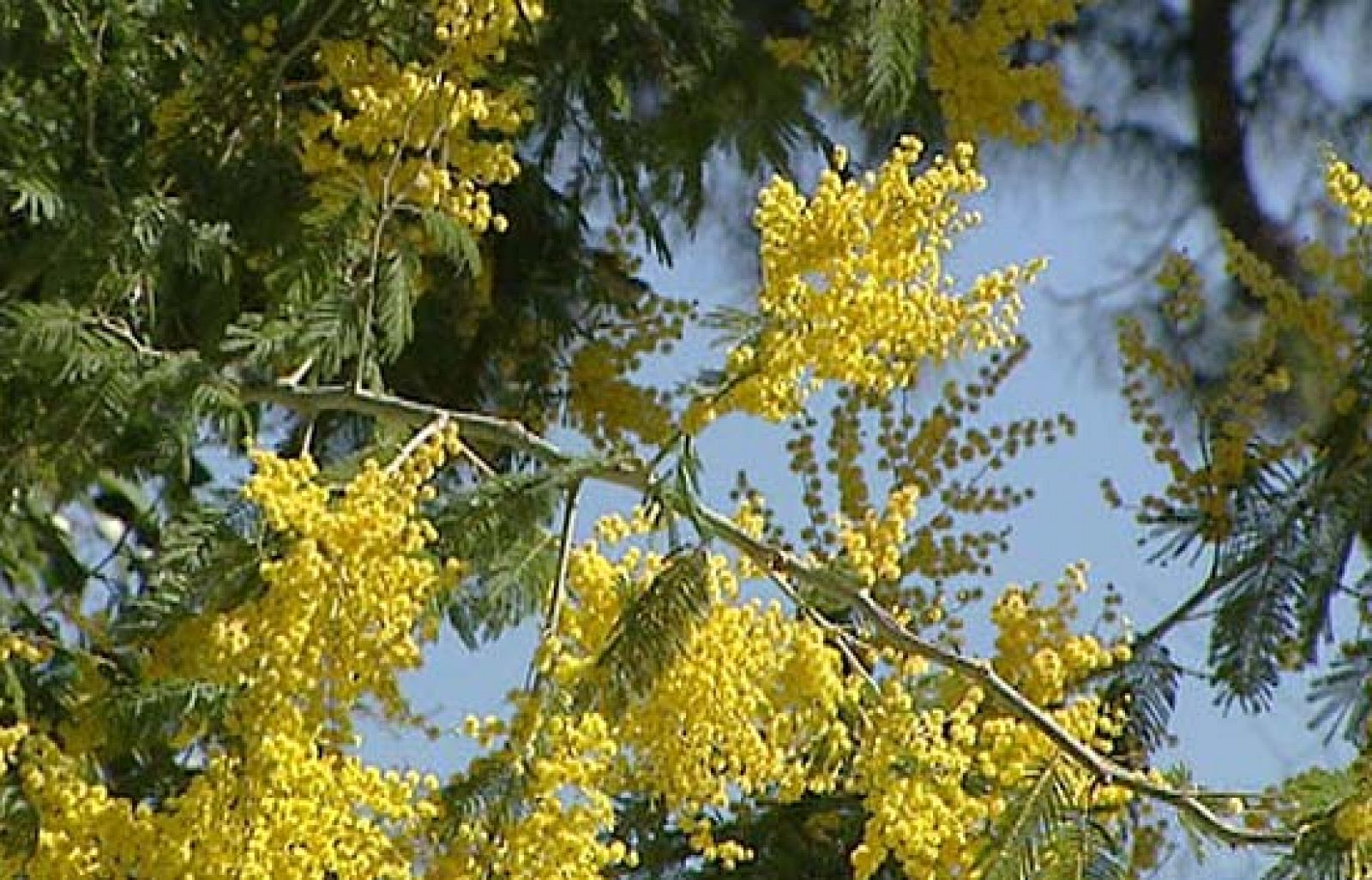 Recomendaciones para evitar los molestos síntomas del polen