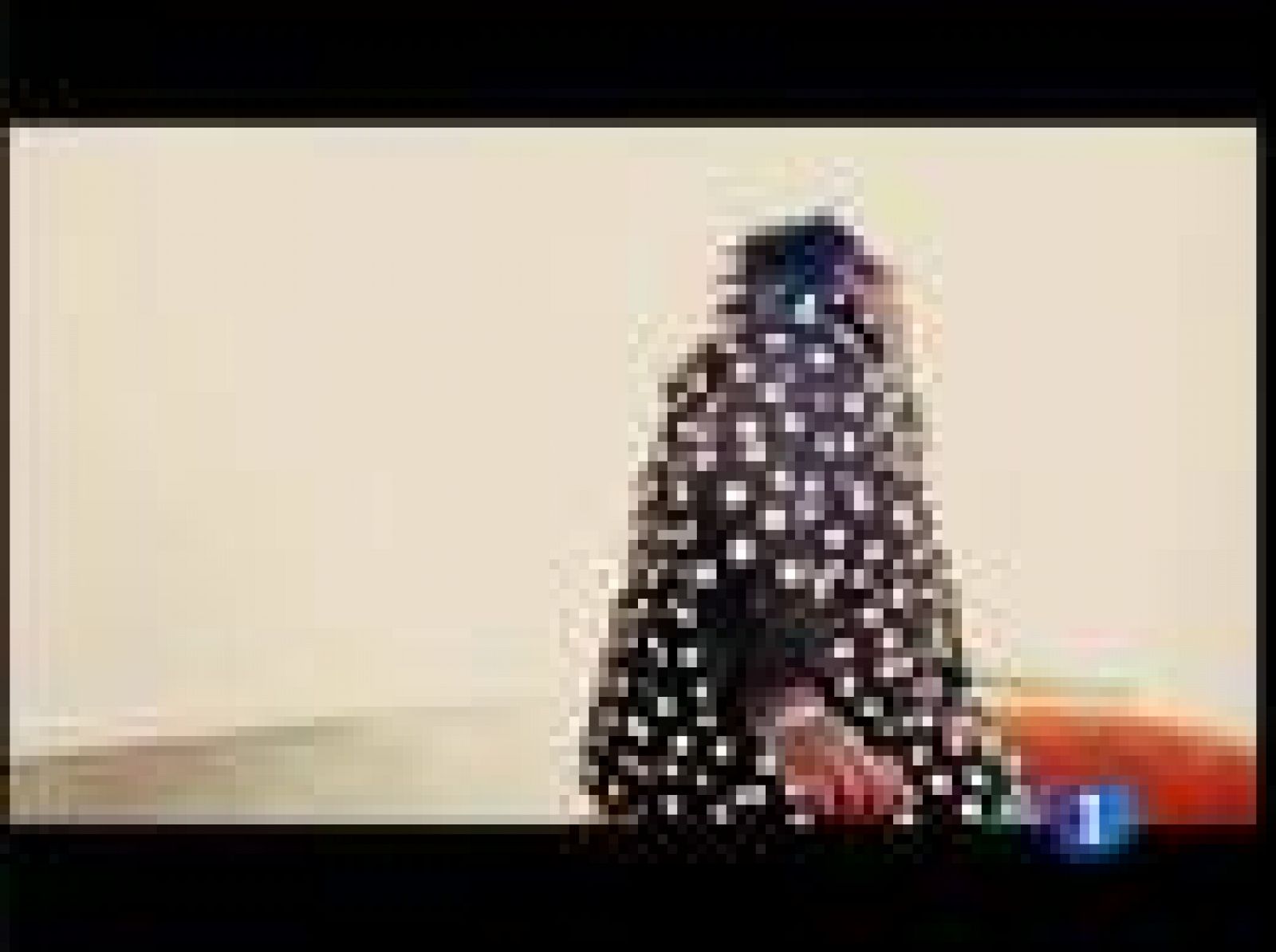 Todo listo para los Oscar | Ver