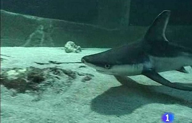 Bucear con tiburones en Madrid