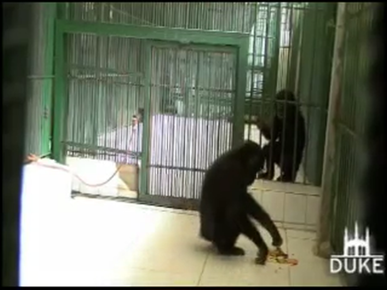 Los bonobos prefieren compartir