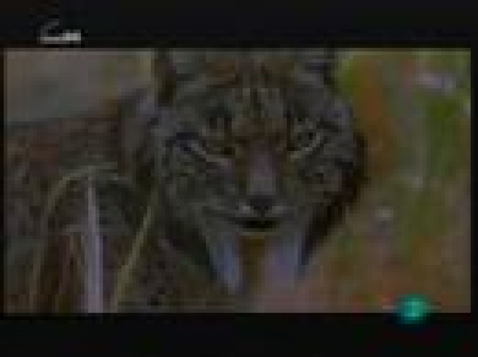 La ley del más fuerte (vida)