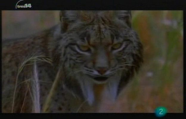 tres14 - La ley del más fuerte