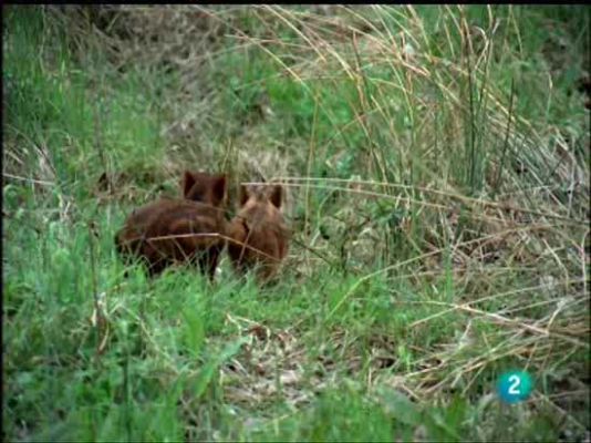 El hombre y la Tierra - Diferentes nombres de los jabalíes