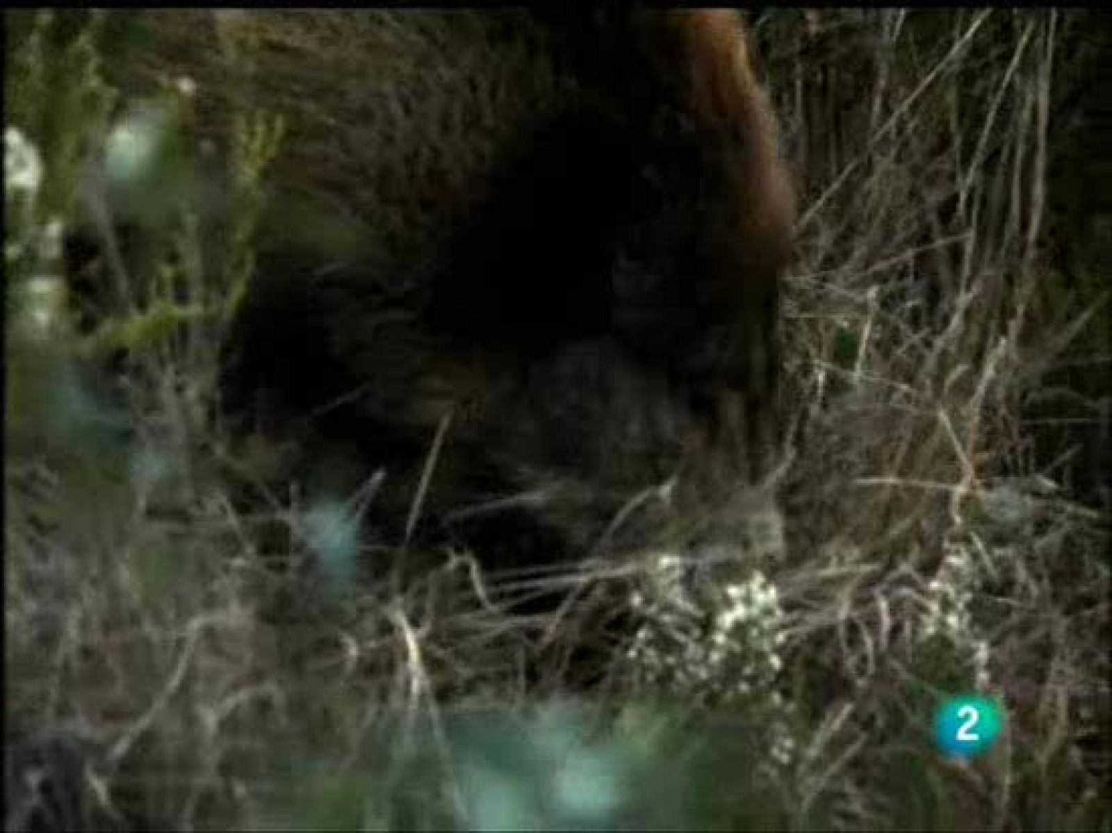 El hombre y la tierra - Caza de jabalíes