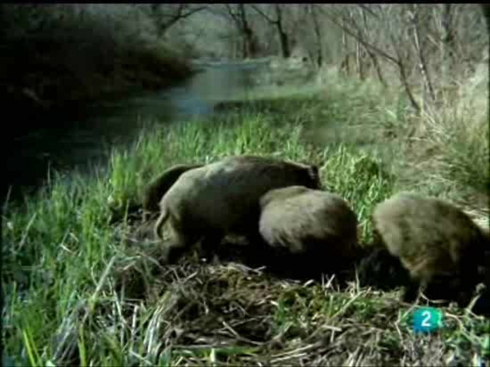 El jabalí y el lobo. Enemigos naturales