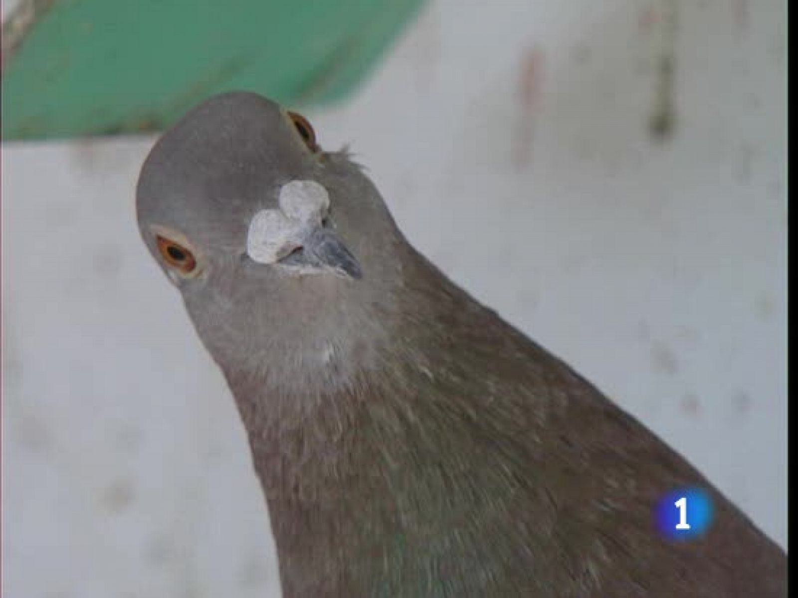 Dentro de tres meses, el Ejército dejará de controlar a las palomas mensajeras de nuestro país