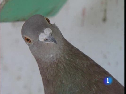 Las palomas mensajeras