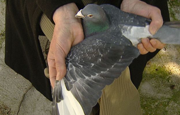 Las palomas mensajeras se jubilan