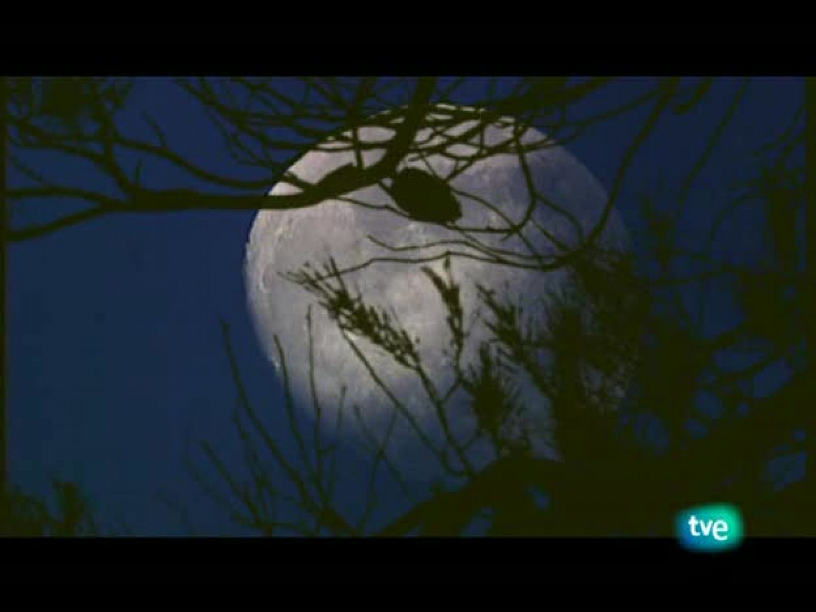 Jara y sedal - LXXII Campeonato nacional galgos - Jara y sedal | Ver