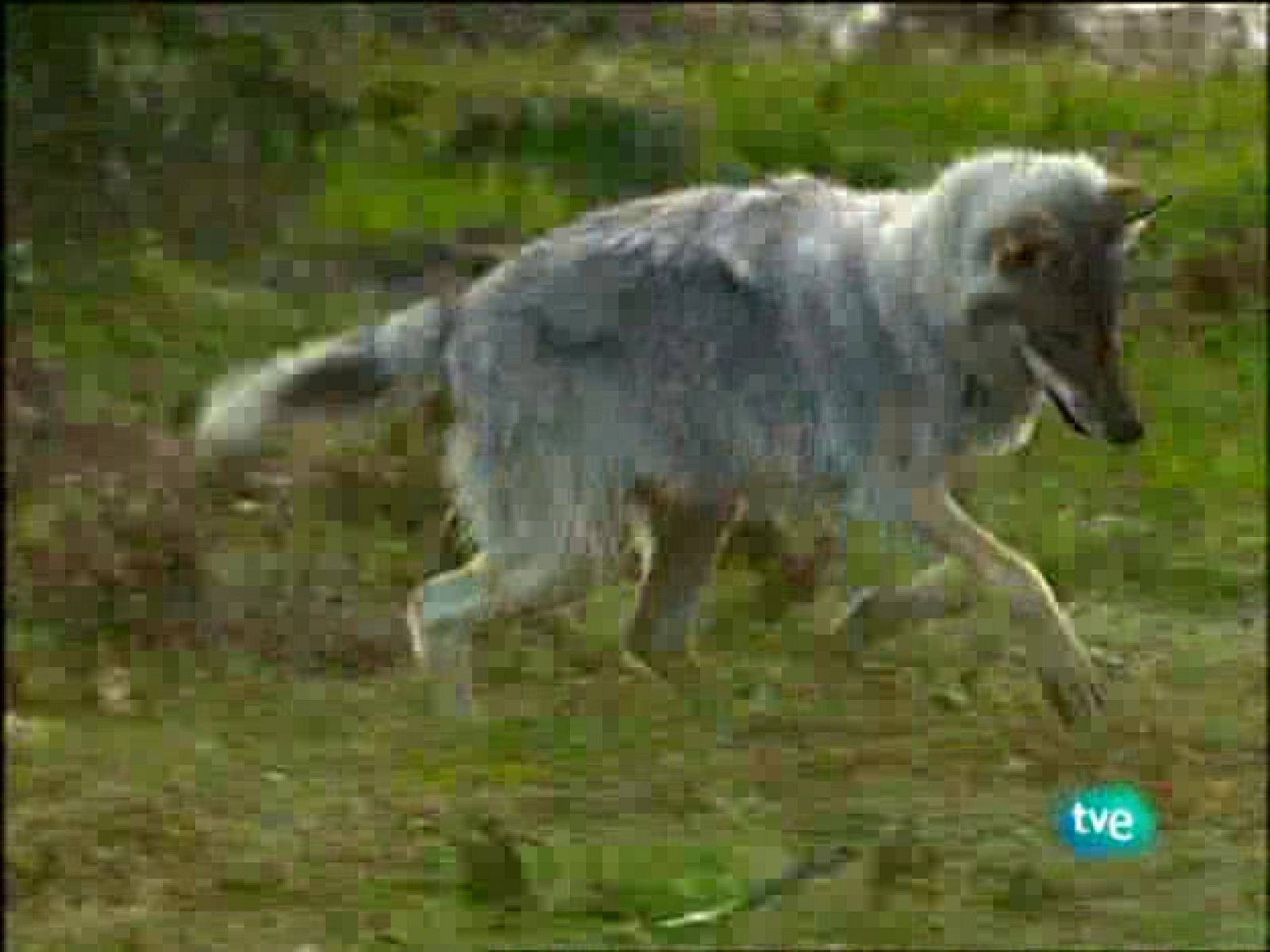 El lobo global | Ver