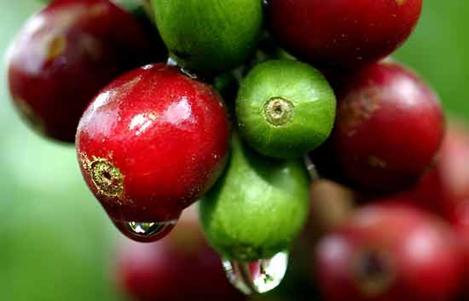 Comercio justo en el café mexicano