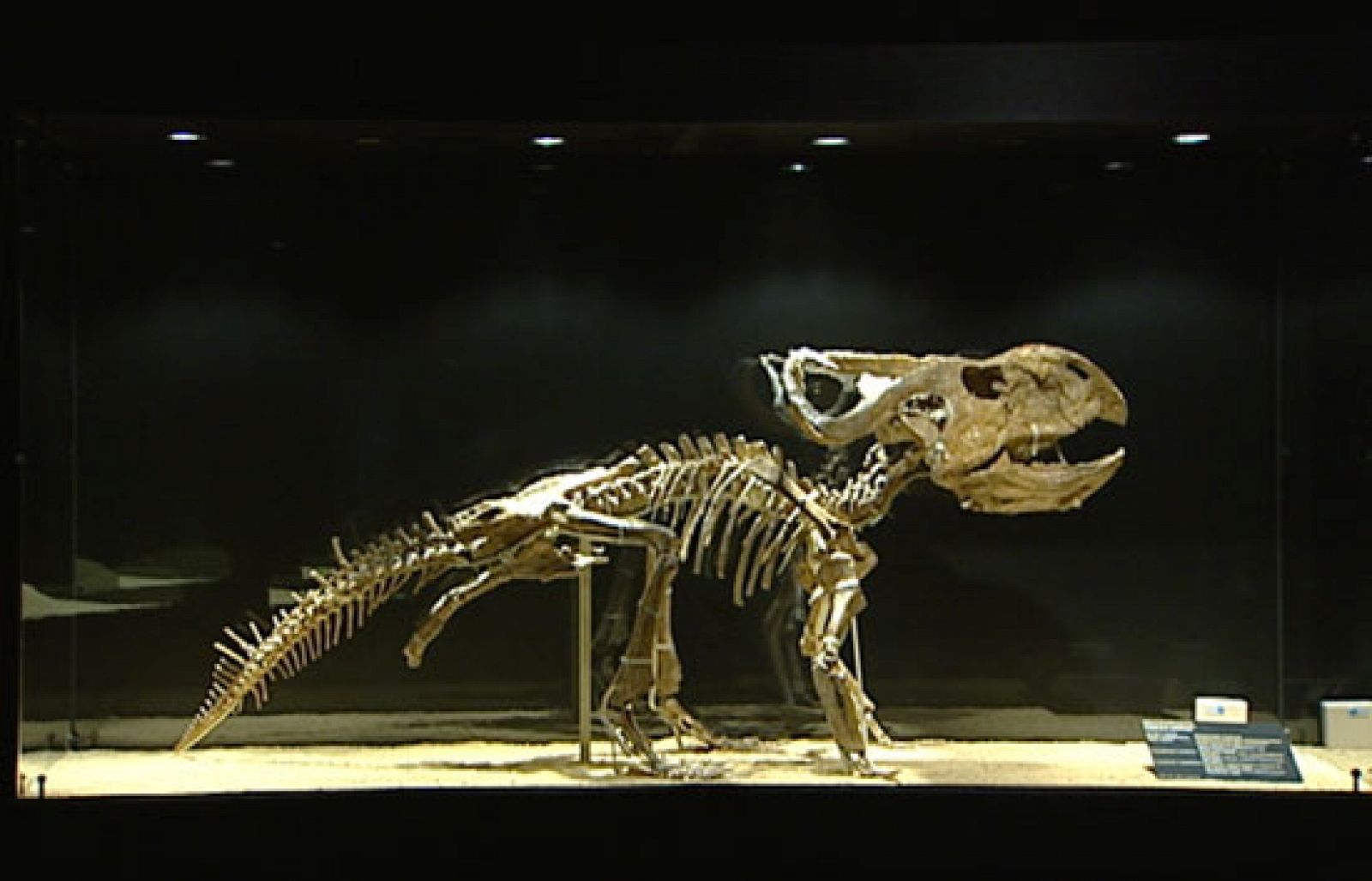 Una de las exposiciones de dinosaurios más importantes del mundo, en Madrid