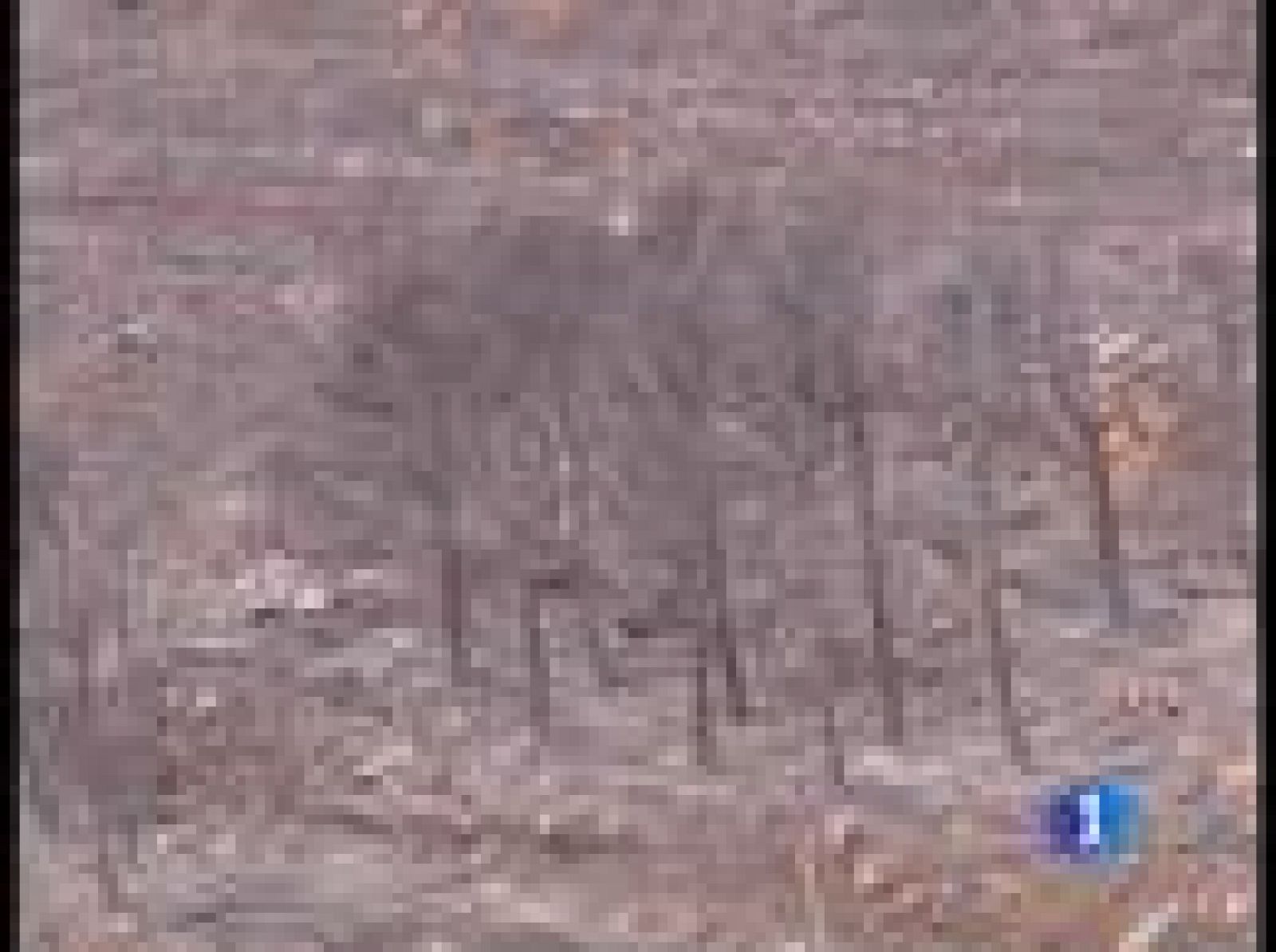 Las llamas han arrasado ya más de 1.000 hectáreas de pino joven y han entrado en Navarra. El fuerte viento que sopla en la zona está dificultando las tareas de extinción.