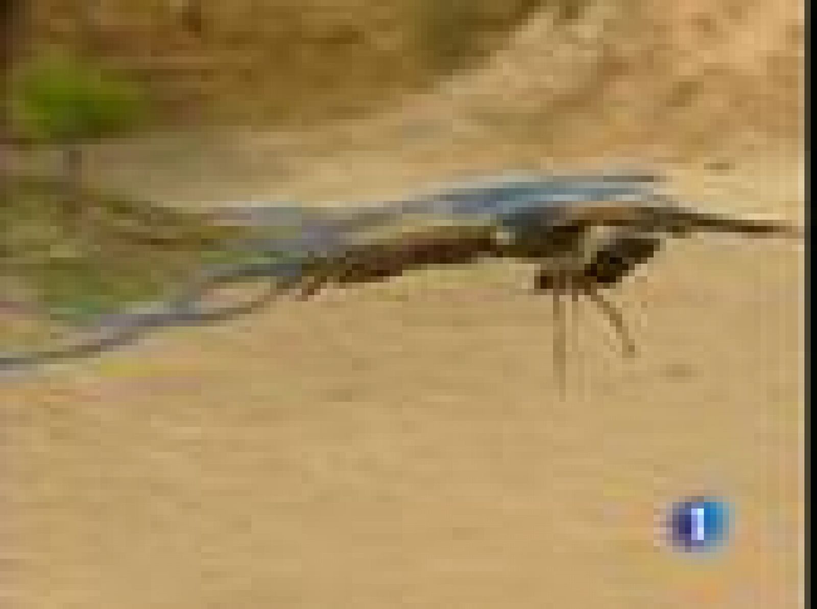 Animales de cine | Ver