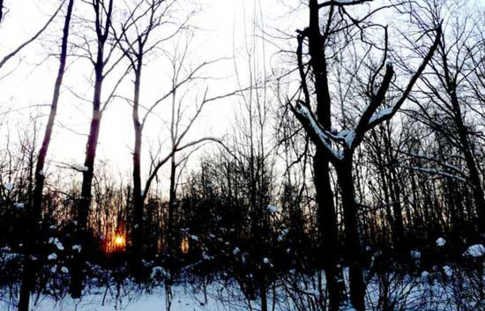 En portada - Las astillas del bosque ruso | Ver