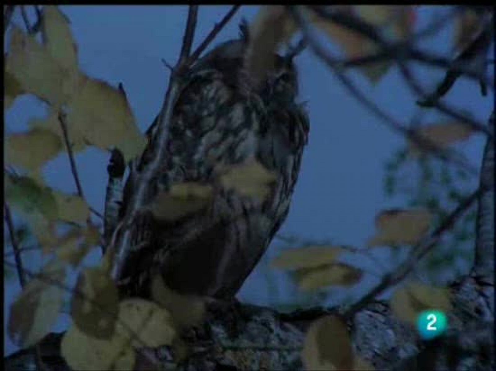 El hombre y la tierra - Los pájaros de la noche española