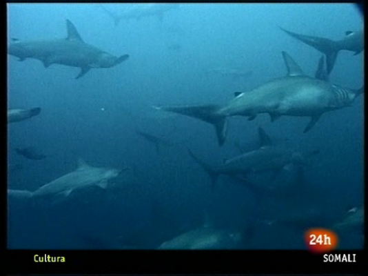 Ciencia y tecnología en Rtve.es - Los tiburones pierden la batalla