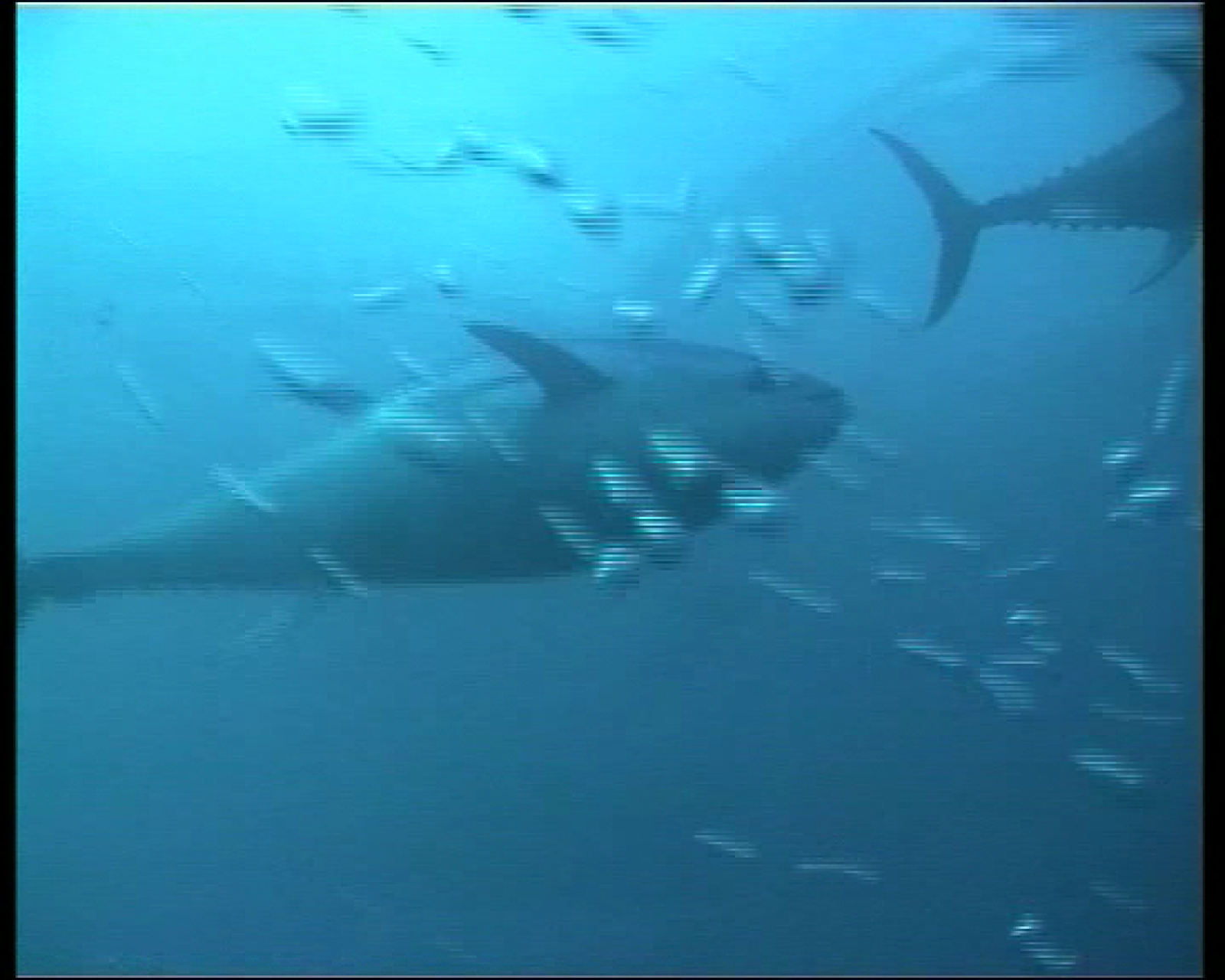 WWF llama al boicot del consumo de atún rojo