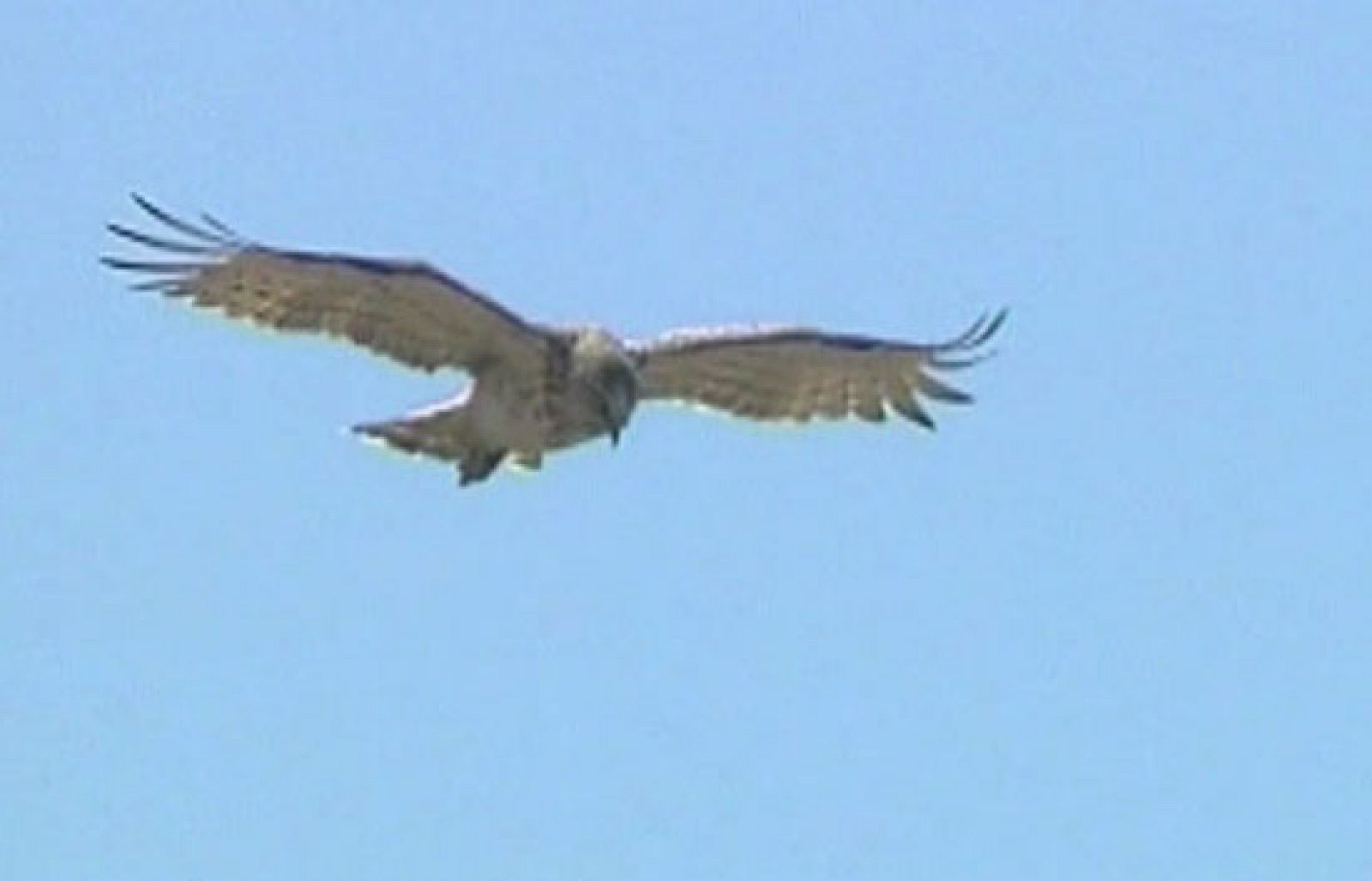 Las aves migratorias son uno de los mejores indicadores del cambio climático | Ver