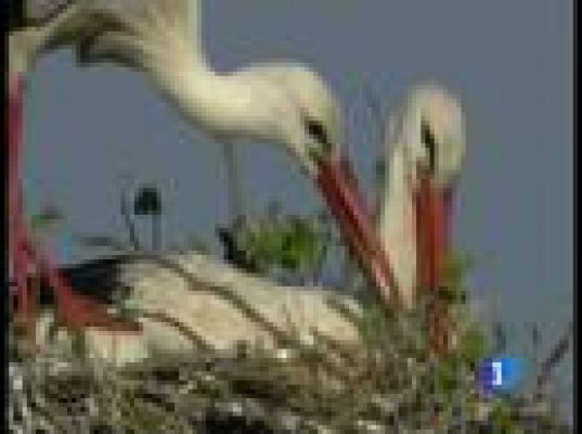 Aves migratorias y cambio climático