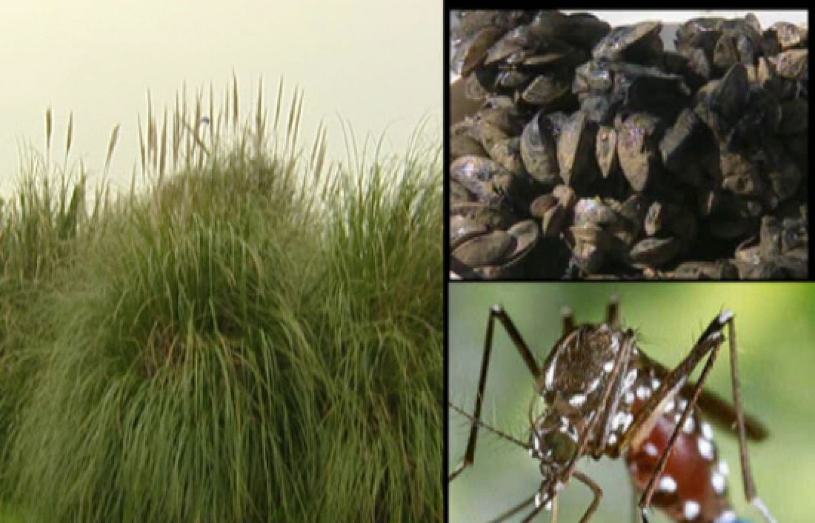 En los últimos cinco años España ha gastado 50 millones de euros en acabar con las especies invasoras - Ciencia y tecnología en Rtve.es | Ver