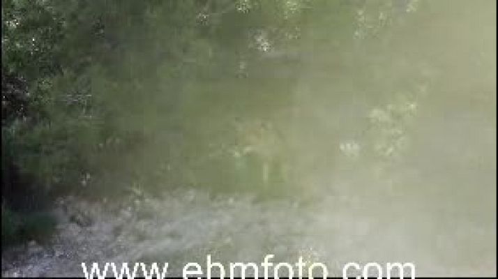 Ciencia y tecnología en Rtve.es - Siete crías de zorro amamantándose