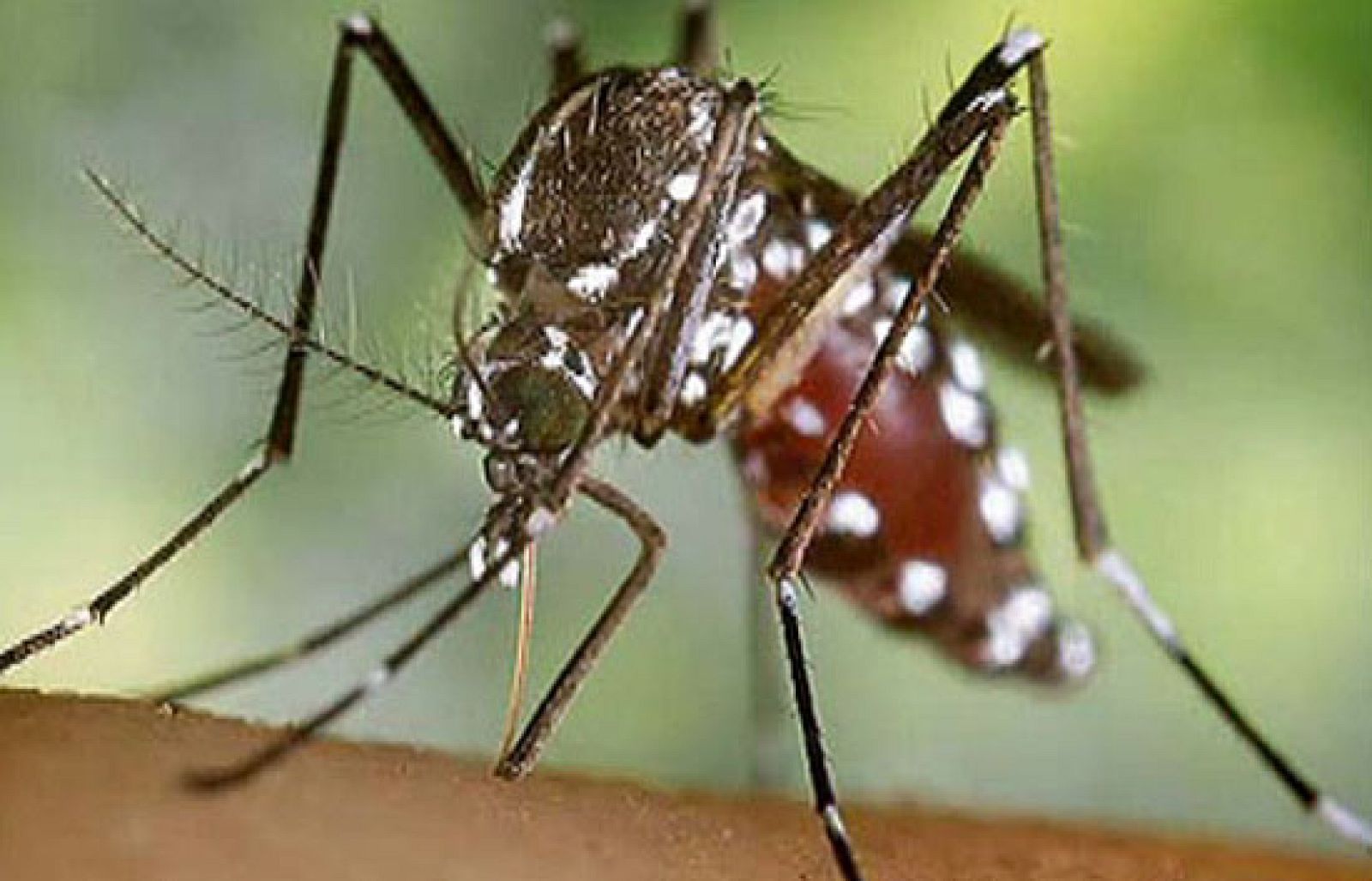 Éstas acaban desplazando a las plantas y animales autóctonos.