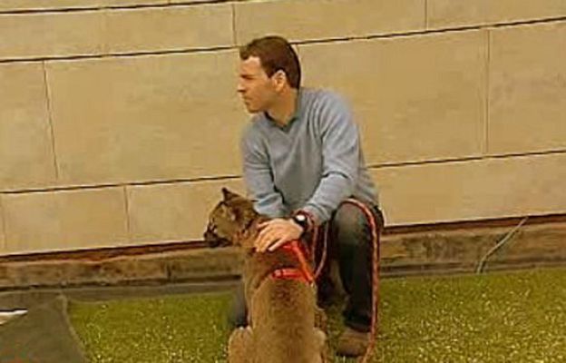 España Directo - Un puma como mascota