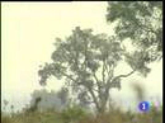 Informe Semanal - Informe Semanal: Doñana