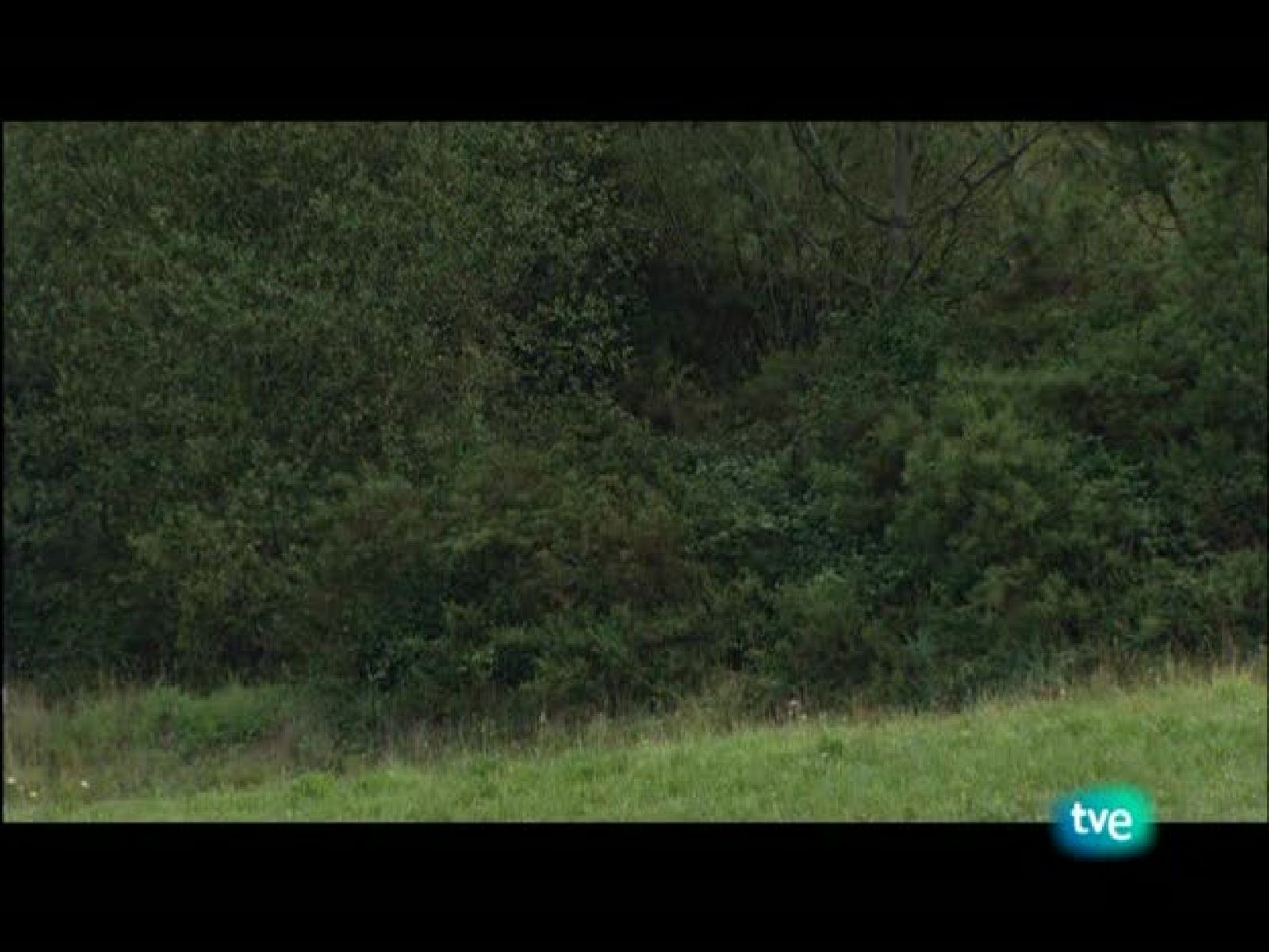 Nuestros caminos a Santiago - Nuestros caminos a Santiago | Ver