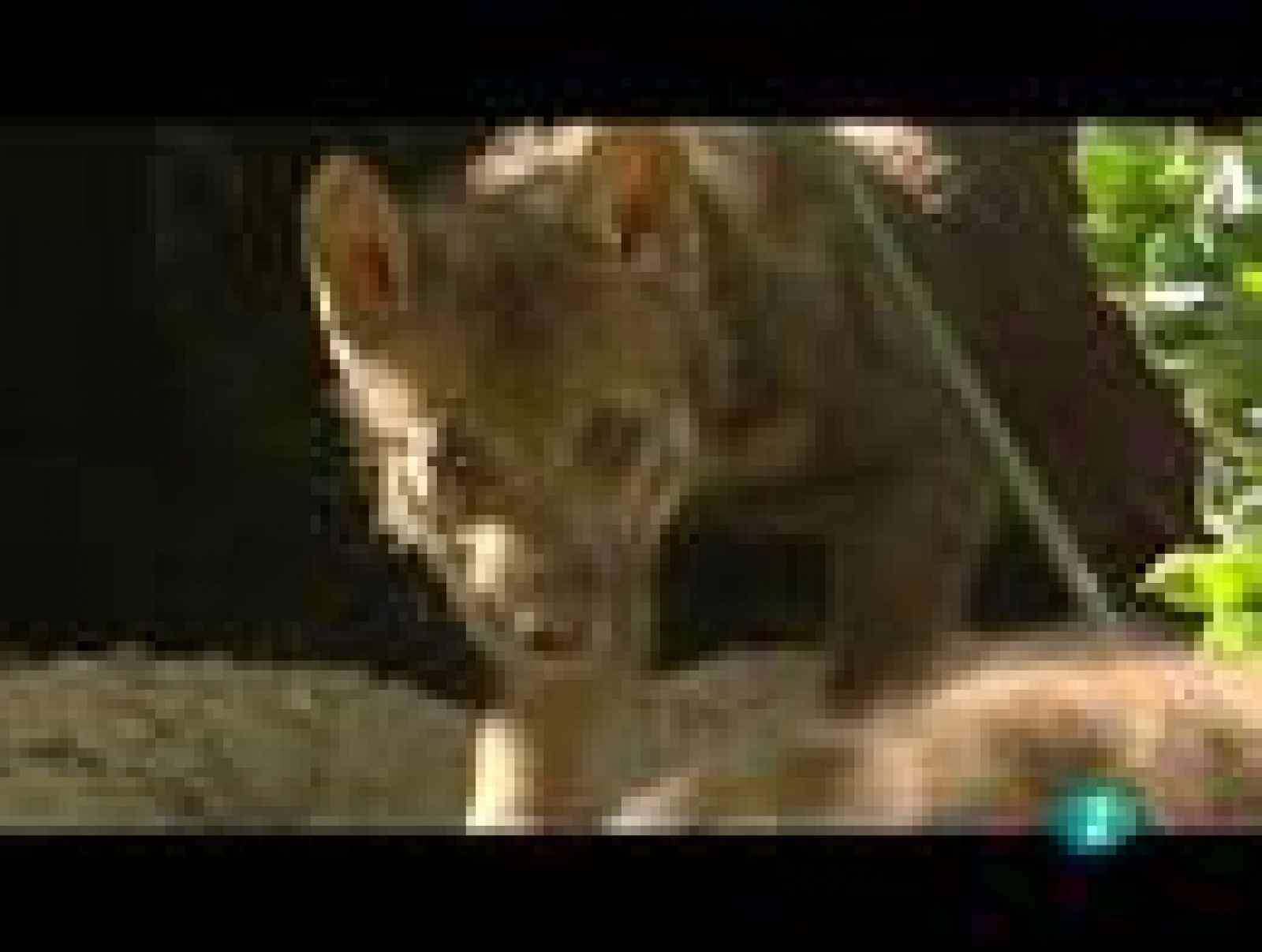 Espacios naturales: Leyenda y realidad del lobo ibérico | RTVE Play