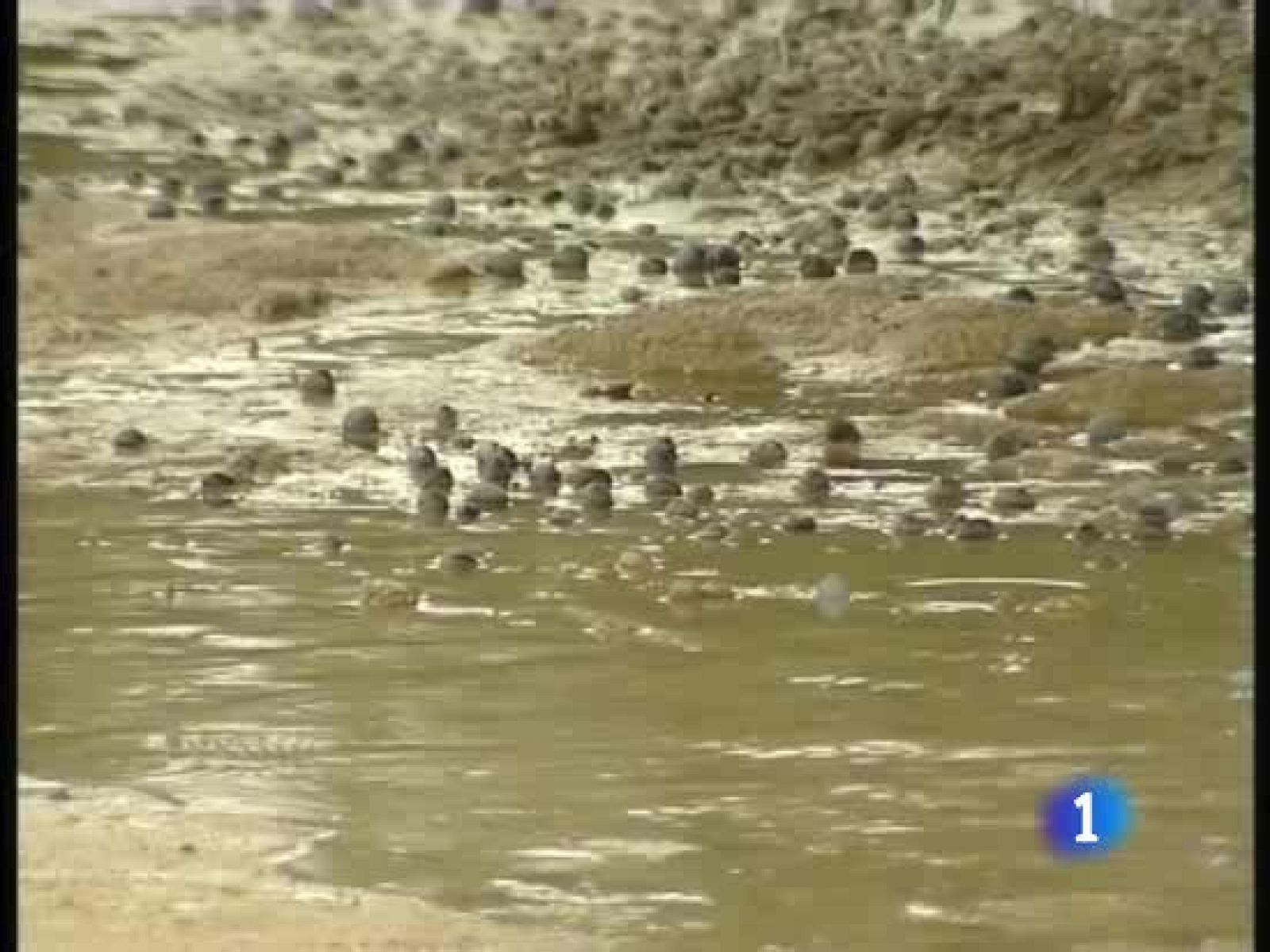 El mal tiempo pasa factura a los agricultores | Ver