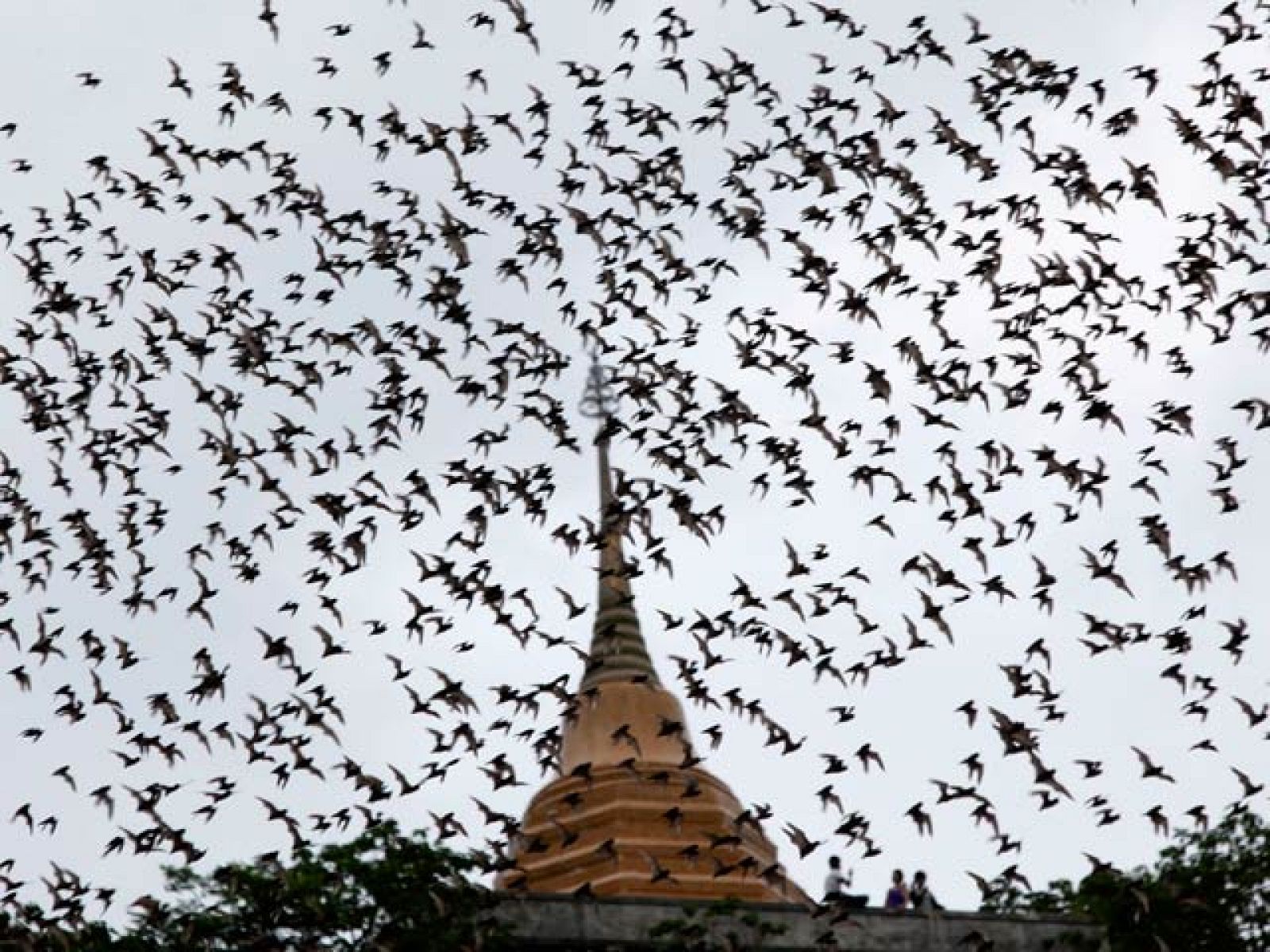 Biodiario - Los murciélagos