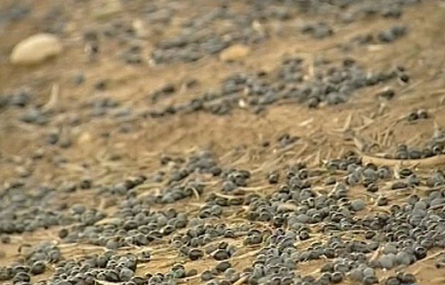  - Cosechas arruinadas por la lluvia