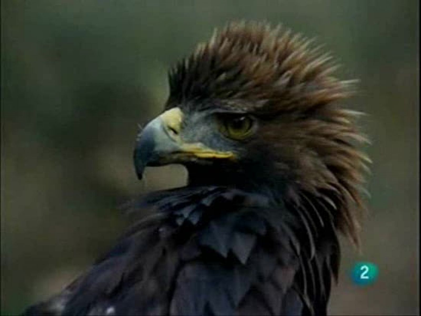 El hombre y la Tierra: Los diferentes tipos de águilas que habitan en  España | RTVE