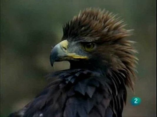 Los diferentes tipos de águilas que habitan en España
