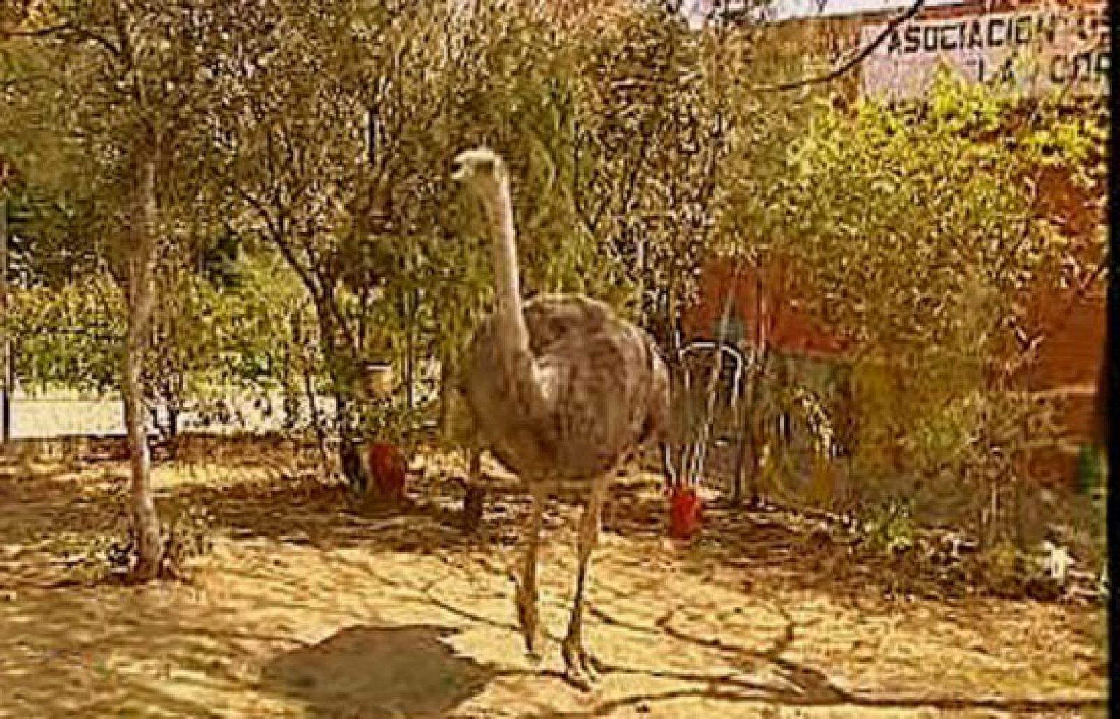 España Directo - Una vecina muy exótica | Ver