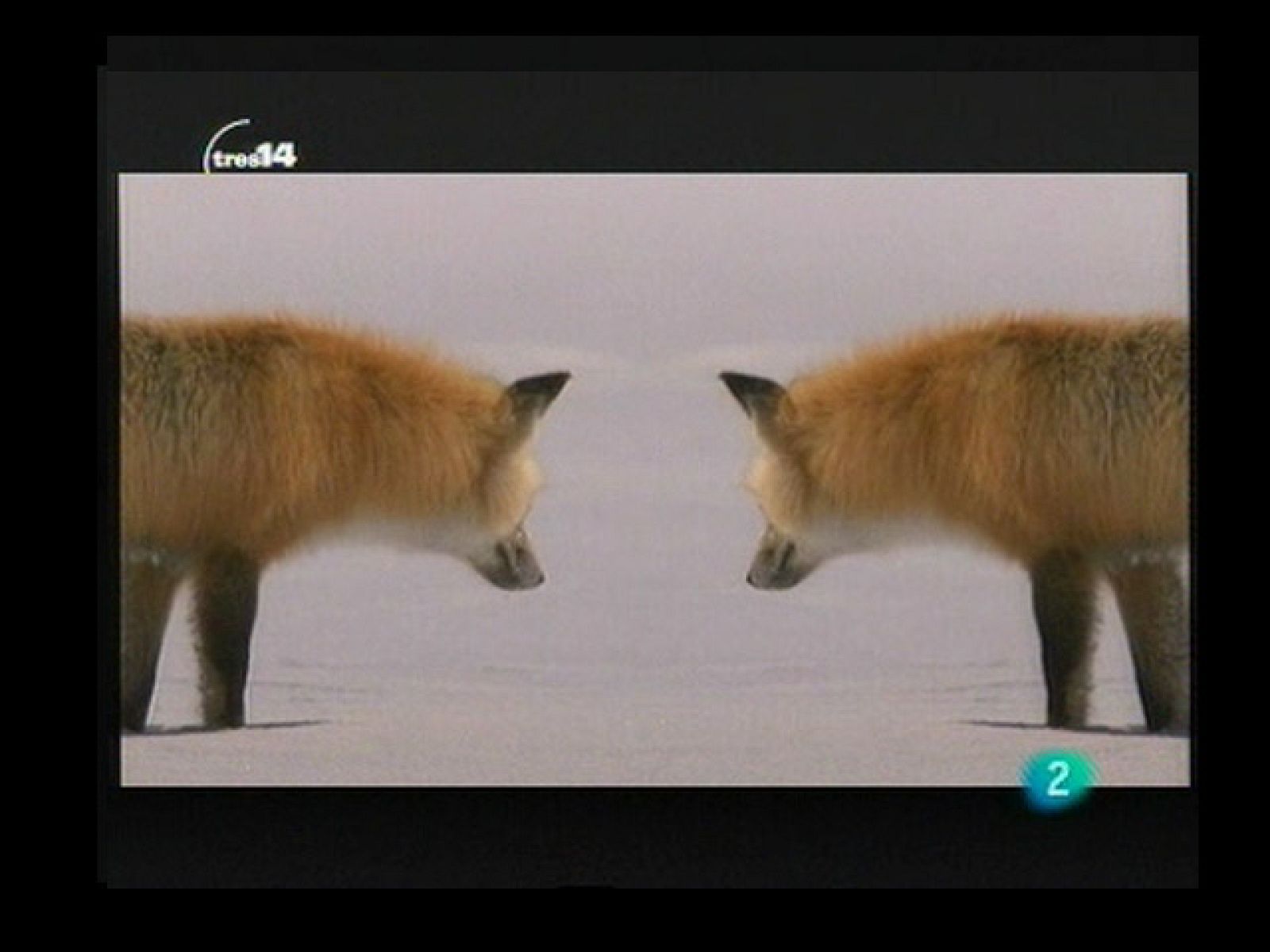 Curiosidades (atención)