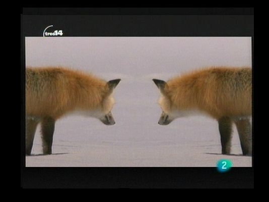 tres14 - Curiosidades