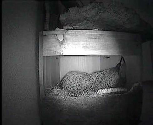 Ciencia y tecnología en Rtve.es - Linces nacidos en cautividad