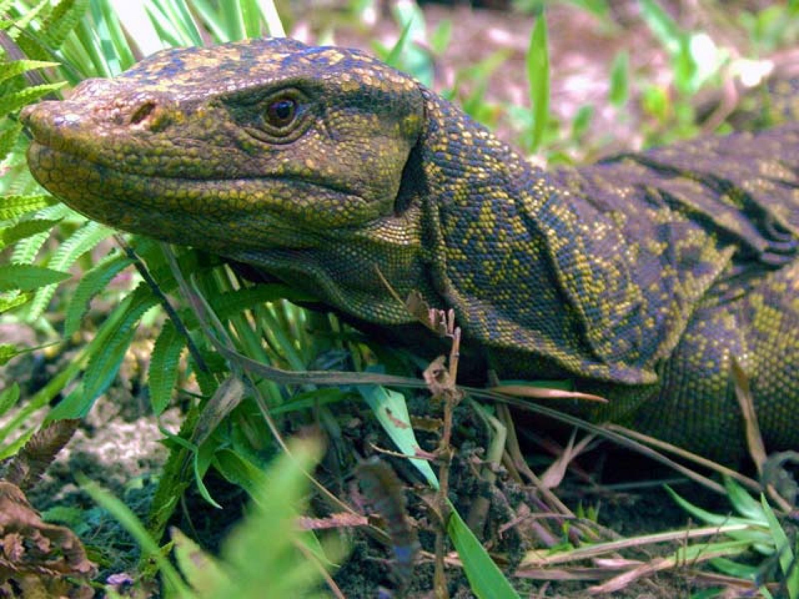 Descubren en Filipinas una nueva especia de lagarto