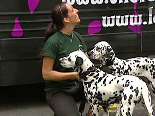  - 101 Dálmatas en Broadway