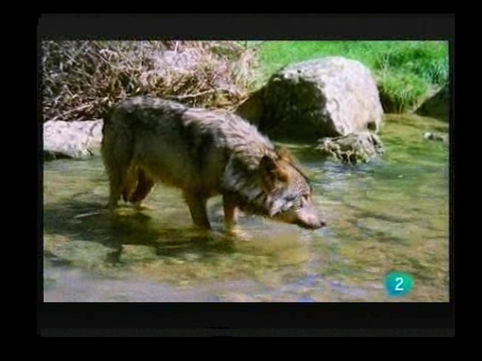 Terra Verda: Os i llop 