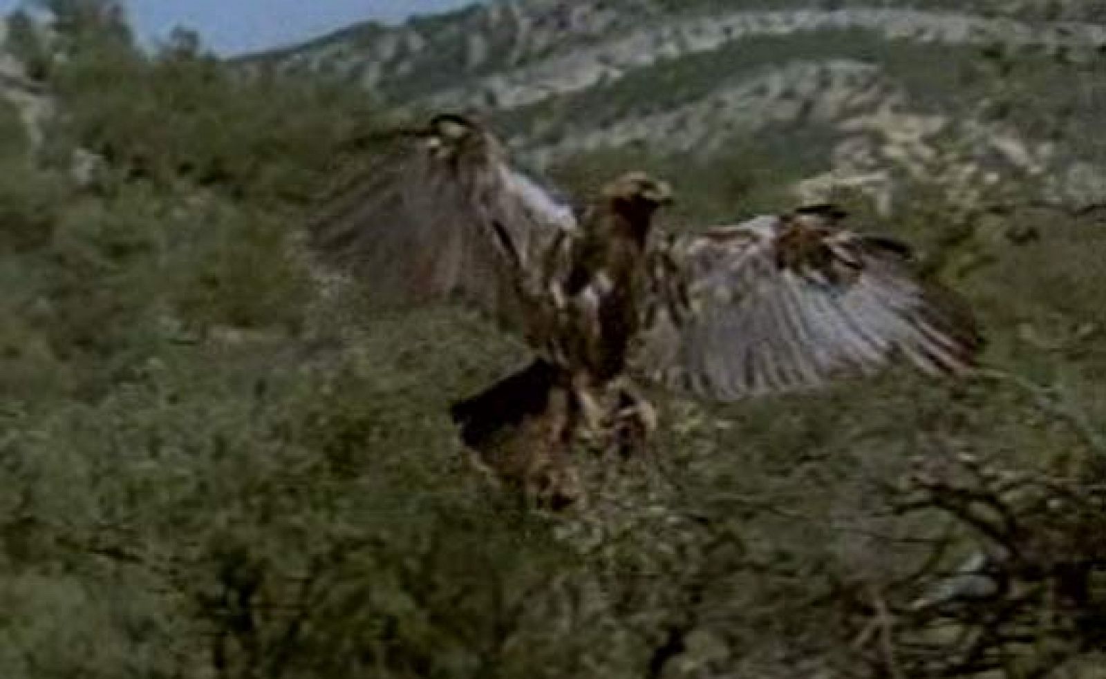 El hombre y la tierra - El águila imperial - Primera parte