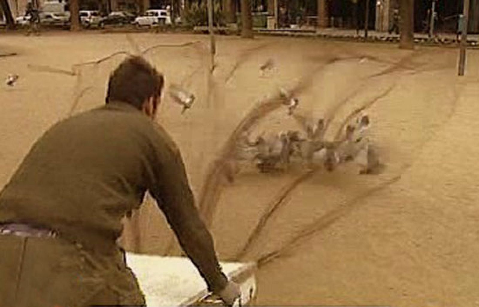 España Directo - Plagas de palomas | Ver