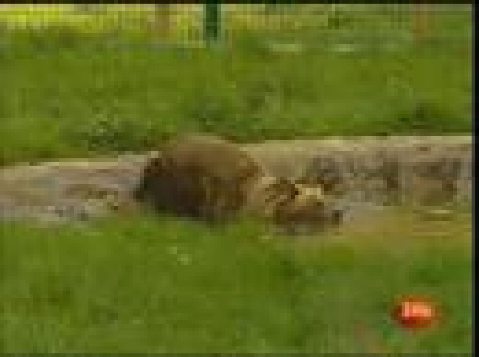 Tercer intento de Furaco con las hembras Paca y Tola | Ver