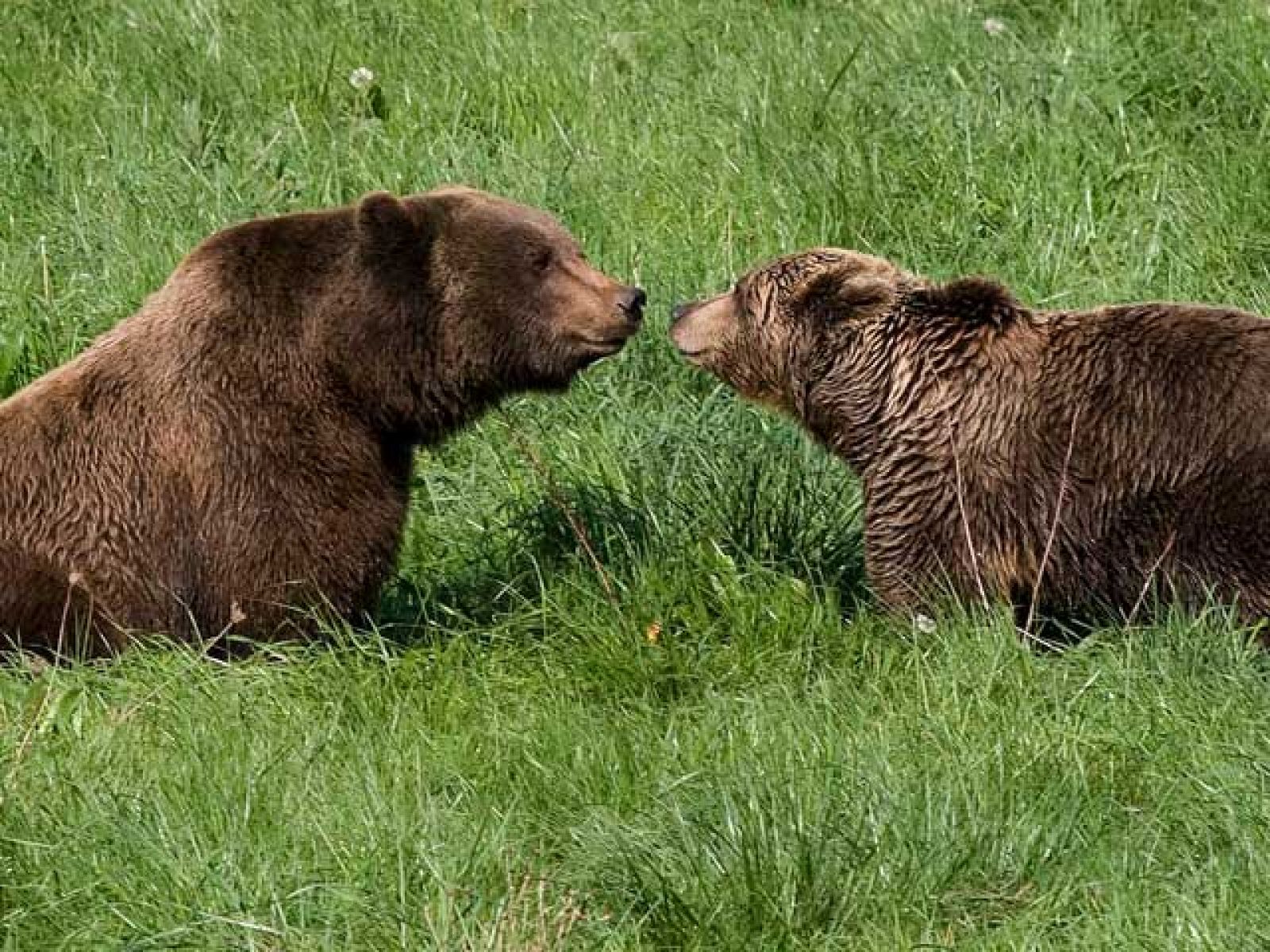 "Oso busca osa"