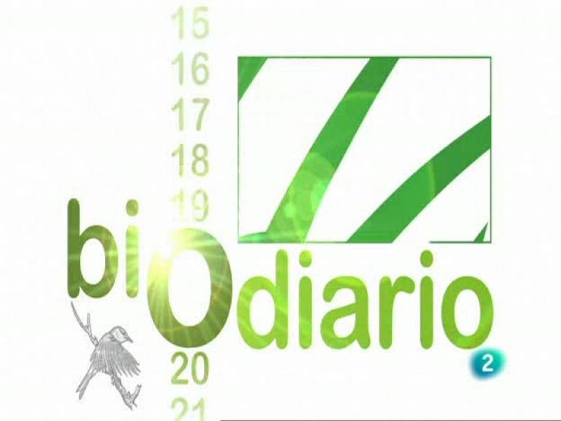 Biodiario - La lagartija de Valverde - Biodiario | Ver