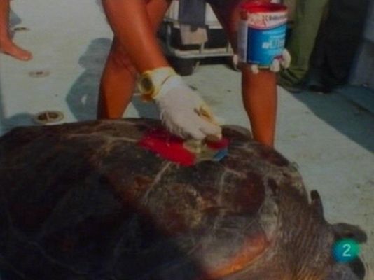 Para todos La 2 - ONG: Submon