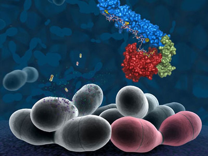  Un equipo de investigadores del Consejo Superior de Investigaciones Científicas (CSIC) ha descrito cómo el neumococo, una de las bacterias más patógenas para el ser humano,  mata a sus hermanos para incrementar la inflamación y lograr así que la inf